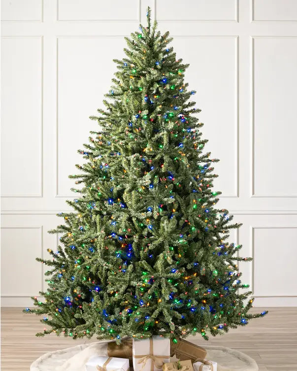 Blue Spruce