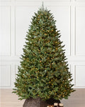 Fraser Fir