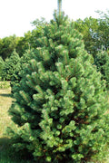 Scotch Pine