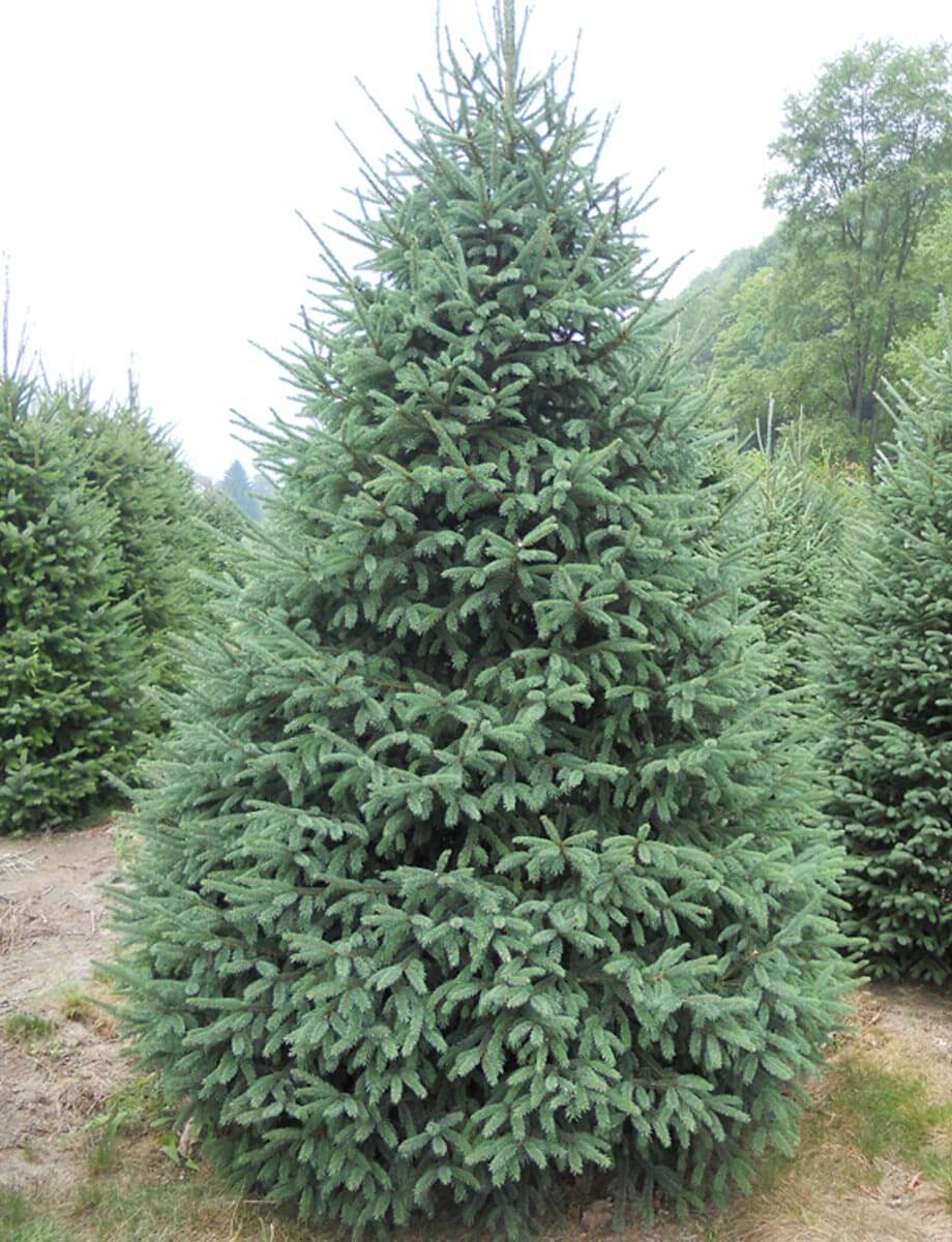 White Spruce