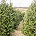 Fraser Fir