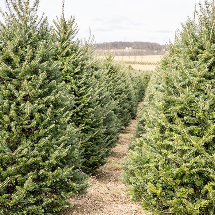 Fraser Fir