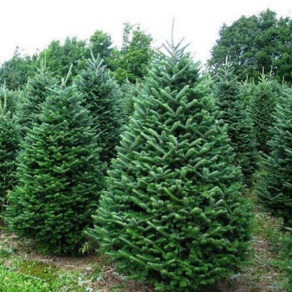 Balsam Fir